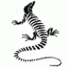 thelizardking