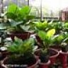 mutrigarden