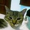 Torro