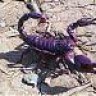 dinastiar