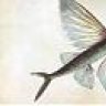 flyfish