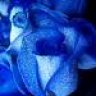 rosa89