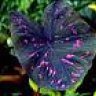 wee_dlee