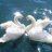 swanlove